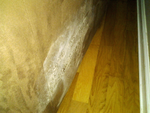 Mold can be seen growing on furniture