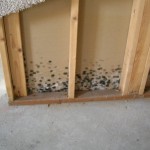 mold on wall_accutest article